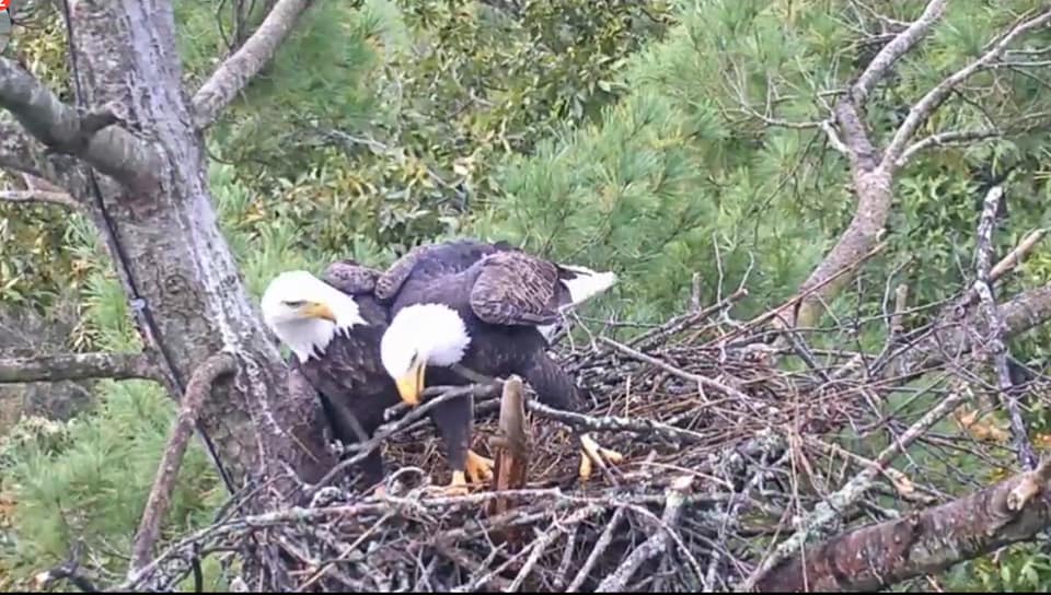 JC Eagle Cam