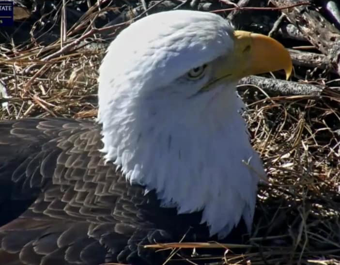 BC Eagle Cam