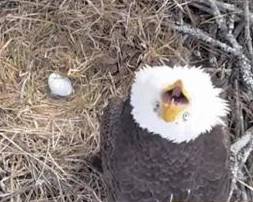 First egg inside the Johnson City, TN nest.