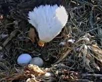 Two eggs inside the Bluff City, TN nest.