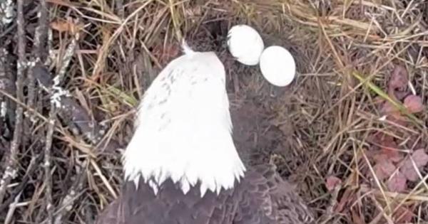 Two eggs are seen in the Johnson City, TN nest.