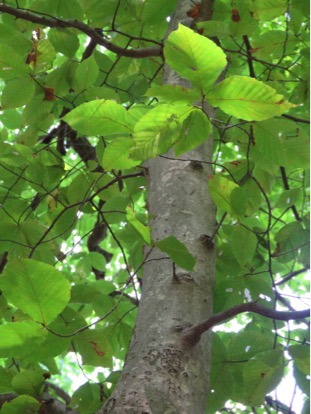 american beech by kevin brooks