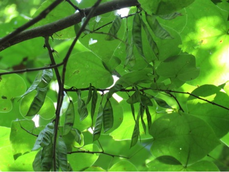 eastern redbud by kevin brooks 