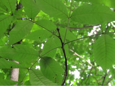 mockernut hickory by kevin brooks