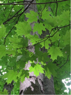 red maple by kevin brooks 