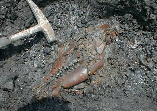 image for Gray Fossil Site