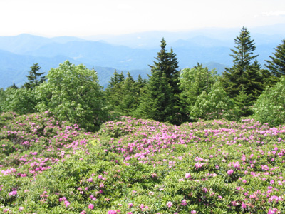 Roan Mountain State Park