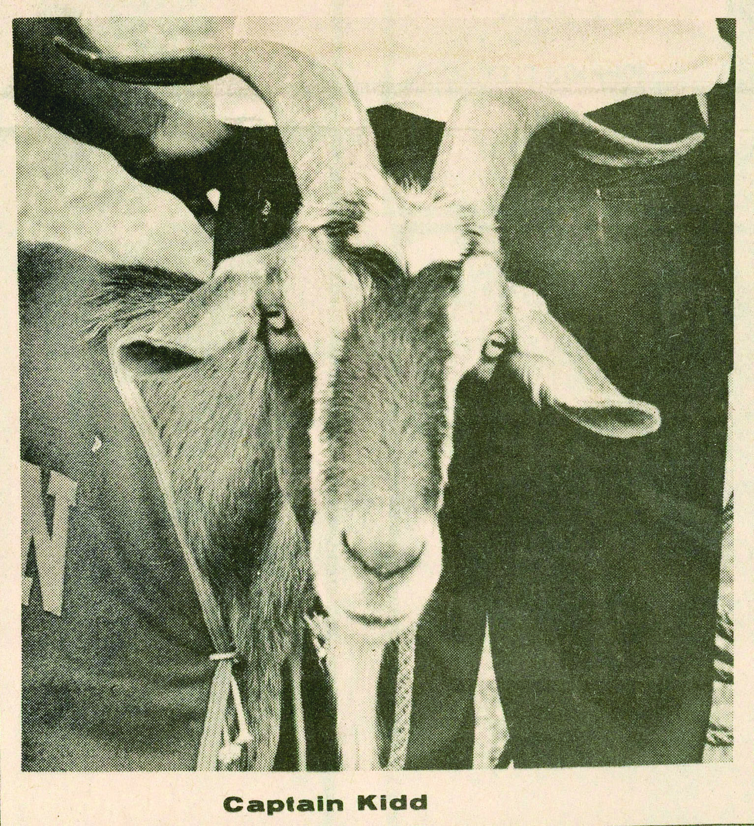 A goat named Captain Kidd 
