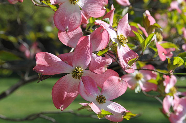 Dogwood tree